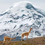 Caminata Salkantay Machu Picchu 5 Días